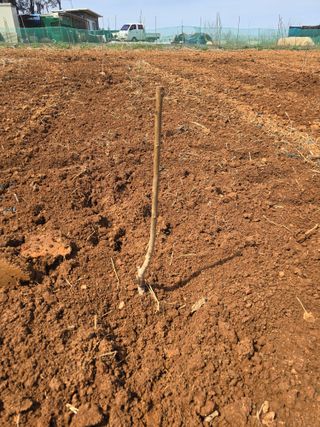 소병기 정직한농장님의 복숭아 · 영농일지 작성글 사진