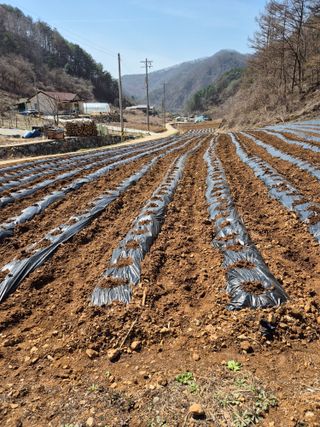 평창분홍님의 자유주제 · 자유게시판 작성글 사진