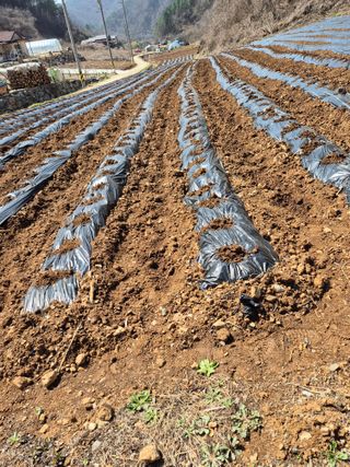 평창분홍님의 자유주제 · 자유게시판 작성글 사진