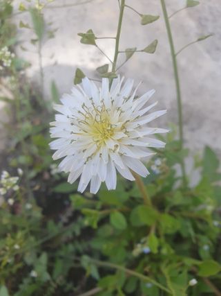 남 샘결 개둥맘님의 자유주제 · 자유게시판 작성글 사진