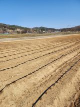 팜모닝 배추·영농일지 게시글 이미지