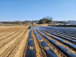 횡성군자연인님의 배추 · 영농일지 작성글 사진