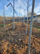 팜모닝 사과·묘목•접목 게시글 이미지