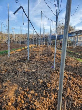 김용찬님의 사과 · 묘목•접목 작성글 사진