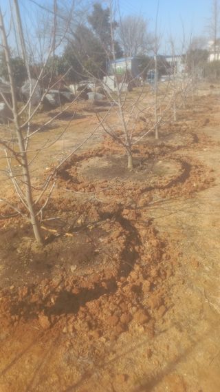 포포나무=항암나무님의 자유주제 · 자유게시판 작성글 사진