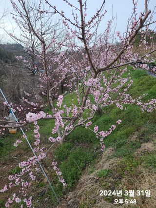동우농장(김대욱)님의 복숭아 · 자유게시판 작성글 사진