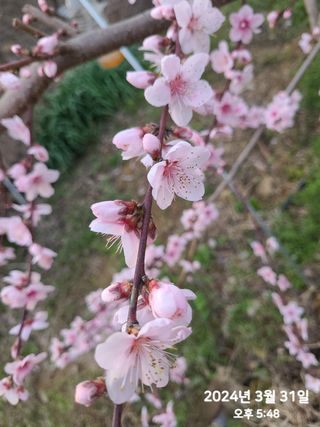 동우농장(김대욱)님의 복숭아 · 자유게시판 작성글 사진