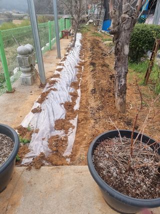 김석중님의 호박 · 영농일지 작성글 사진