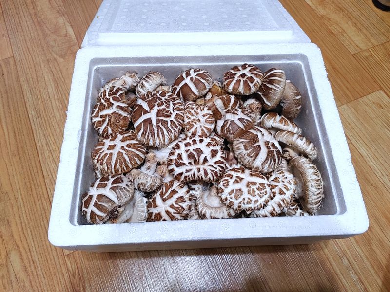 정영덕님의 장터 판매 상품 [노지 원목 표고버섯 1kg] 첨부 사진