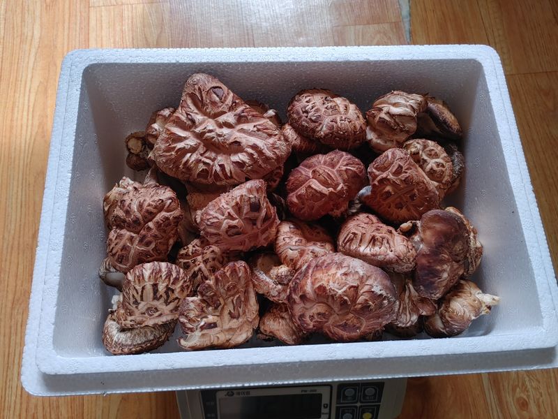 정영덕님의 장터 판매 상품 [노지 원목 표고버섯 1kg] 첨부 사진