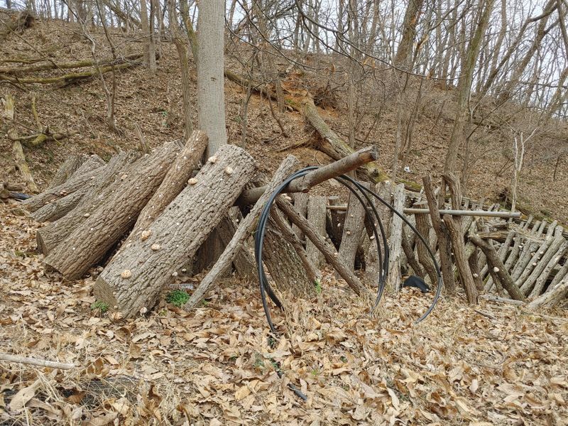 정영덕님의 장터 판매 상품 [노지 원목 표고버섯 1kg] 첨부 사진