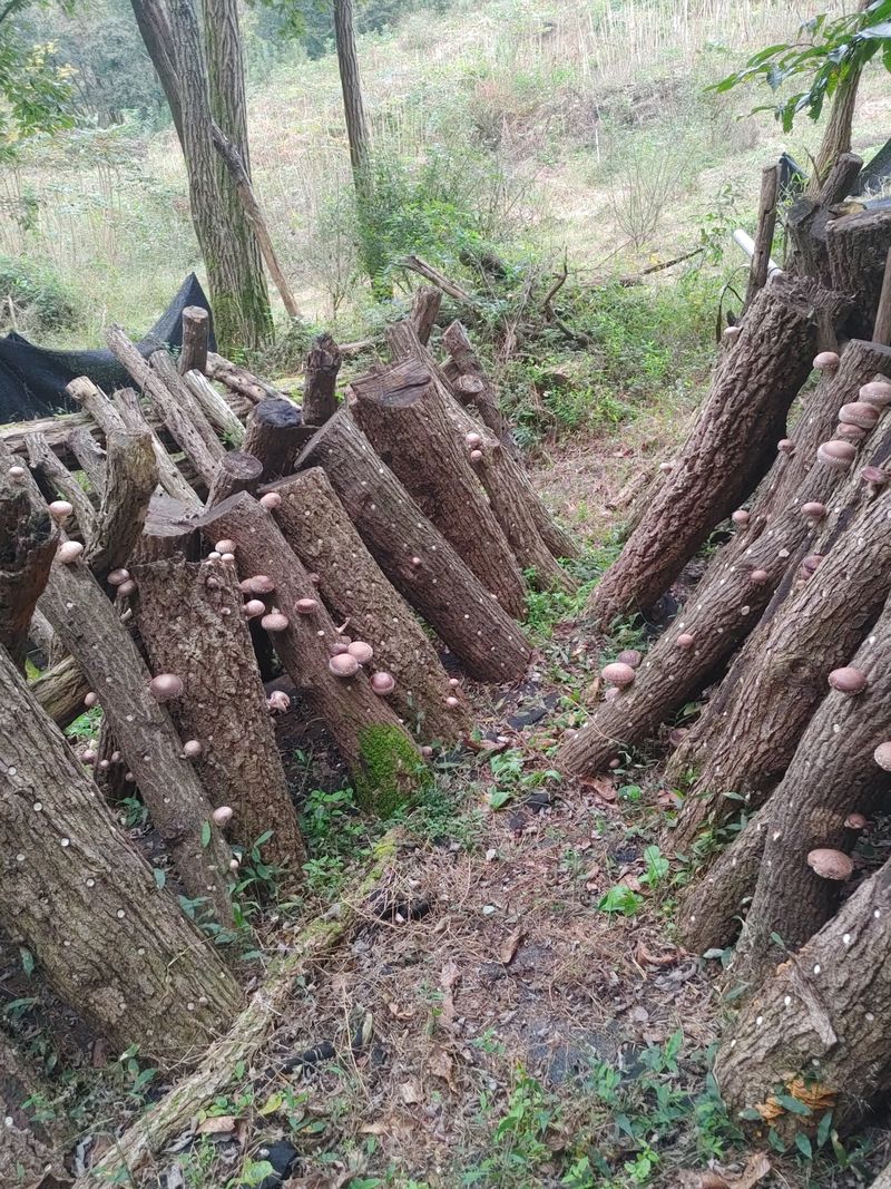 정영덕님의 장터 판매 상품 [노지 원목 표고버섯 1kg] 첨부 사진