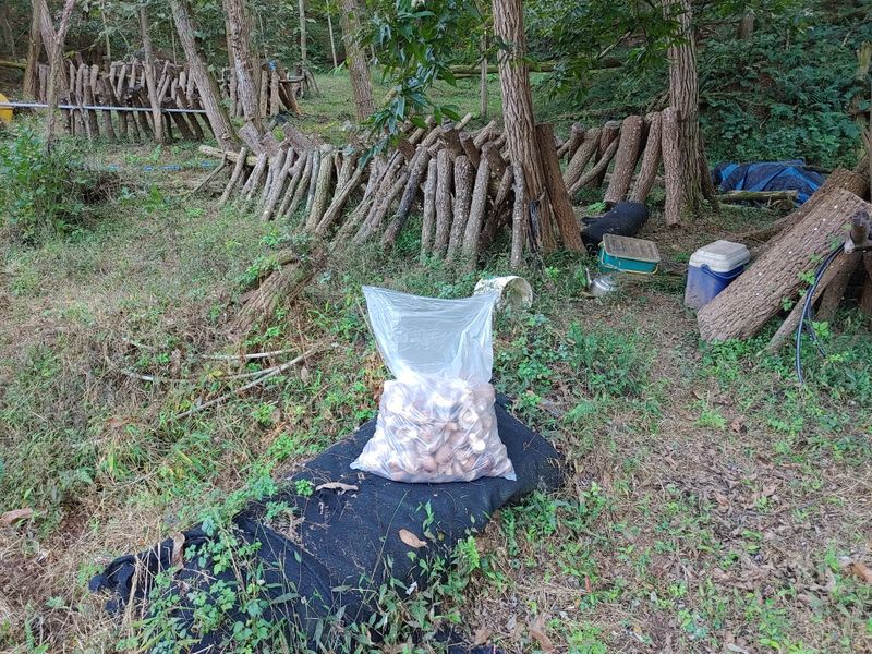 정영덕님의 장터 판매 상품 [노지 원목 표고버섯 1kg] 첨부 사진