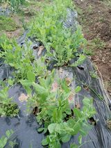 팜모닝 자유주제·자유게시판 게시글 이미지