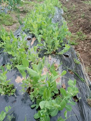 두릅나무16580님의 자유주제 · 자유게시판 작성글 사진