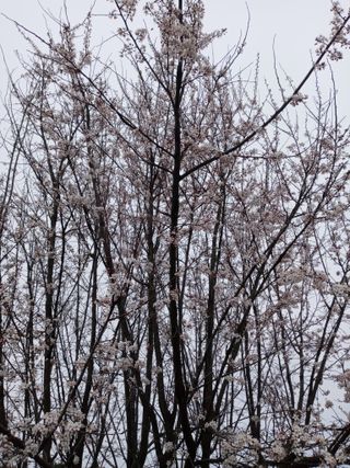 두릅나무16580님의 자유주제 · 자유게시판 작성글 사진