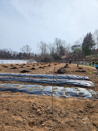 이상준님의 파 · 영농일지 작성글 사진