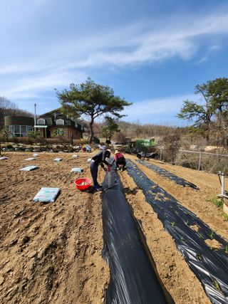 이상준님의 파 · 영농일지 작성글 사진