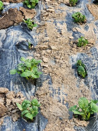 조용오님의 감자 · 영농일지 작성글 사진