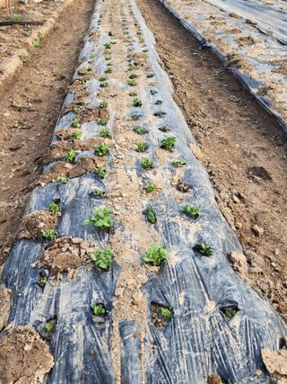 조용오님의 감자 · 영농일지 작성글 사진
