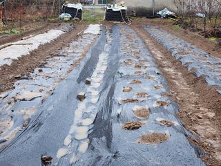 조용오님의 감자 · 영농일지 작성글 사진