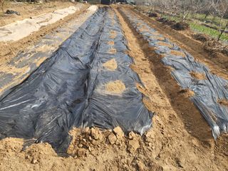 조용오님의 감자 · 영농일지 작성글 사진