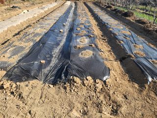 조용오님의 감자 · 영농일지 작성글 사진