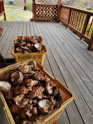 대운이네농원님의 자유주제 · 자유게시판 작성글 사진