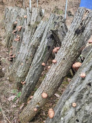 대운이네농원님의 자유주제 · 자유게시판 작성글 사진