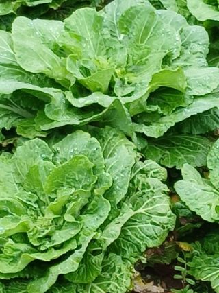 이재경님의 4월 농사계획 공유해요 · 참여글 작성글 사진