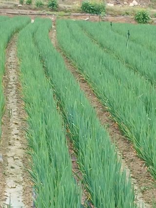 이재경님의 4월 농사계획 공유해요 · 참여글 작성글 사진