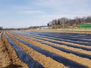 맨손농부님의 감자 · 영농일지 작성글 사진