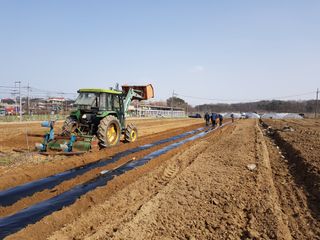 맨손농부님의 감자 · 영농일지 작성글 사진