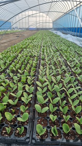 곽행남님의 호박 · 자유게시판 작성글 사진