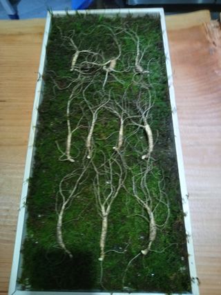 삼두리농원님의 작성글 사진