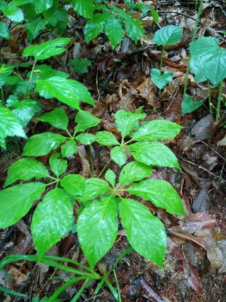 삼두리농원님의 작성글 사진