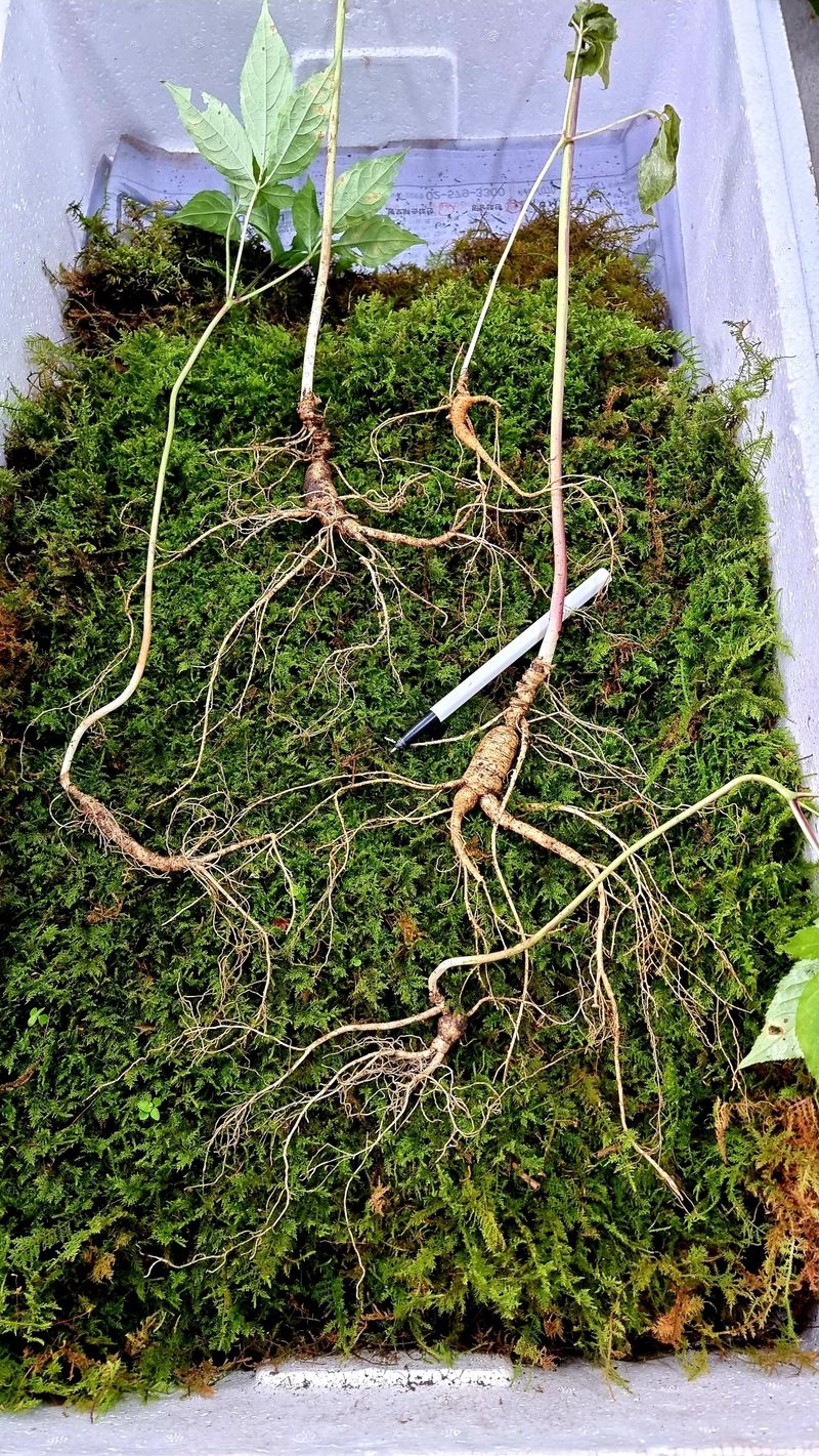 삼두리농원님의 장터 판매 상품 [산양산삼 7넌근~13년근] 첨부 사진