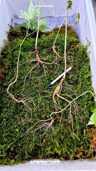 삼두리농원님의 작성글 사진