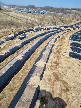 그린1505님의 콩 · 영농일지 작성글 사진