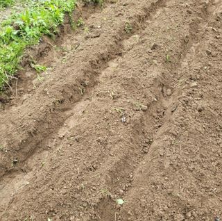 대산농사대장님의 고추 · 파종•정식 작성글 사진