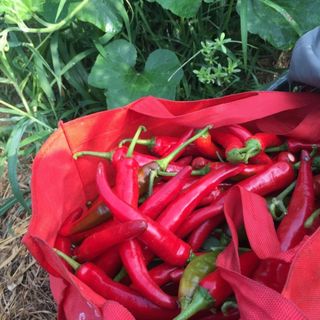 대산농사대장님의 고추 · 파종•정식 작성글 사진