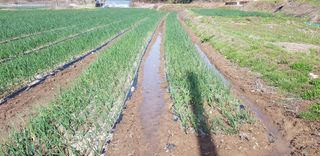 양파공감님의 양파 · 영농일지 작성글 사진