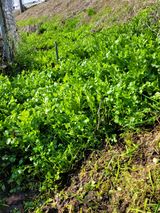 팜모닝 상추·영농일지 게시글 이미지