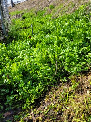유병선(김천자두)님의 상추 · 영농일지 작성글 사진