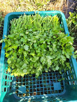 유병선(김천자두)님의 상추 · 영농일지 작성글 사진