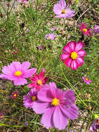 신한숙님의 작성글 사진