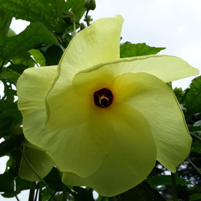 신한숙님의 장터 판매 상품 [금화규 혼합색코스모스각 한스푼정도] 첨부 사진