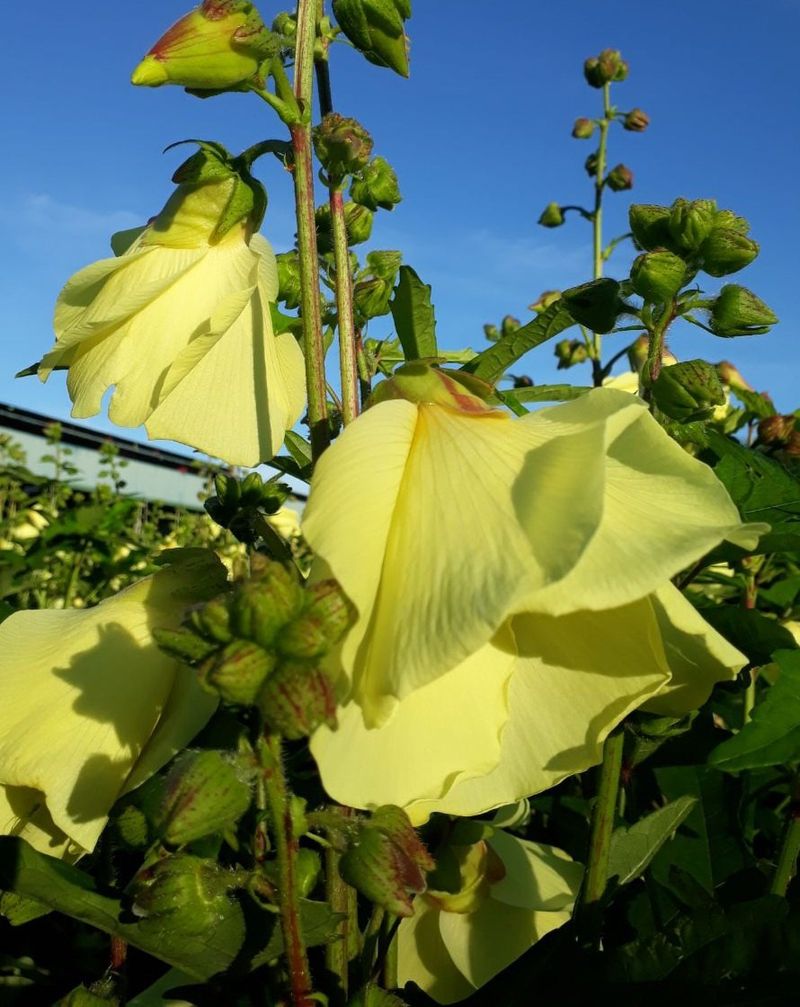 신한숙님의 장터 판매 상품 [금화규 혼합색코스모스각 한스푼정도] 첨부 사진
