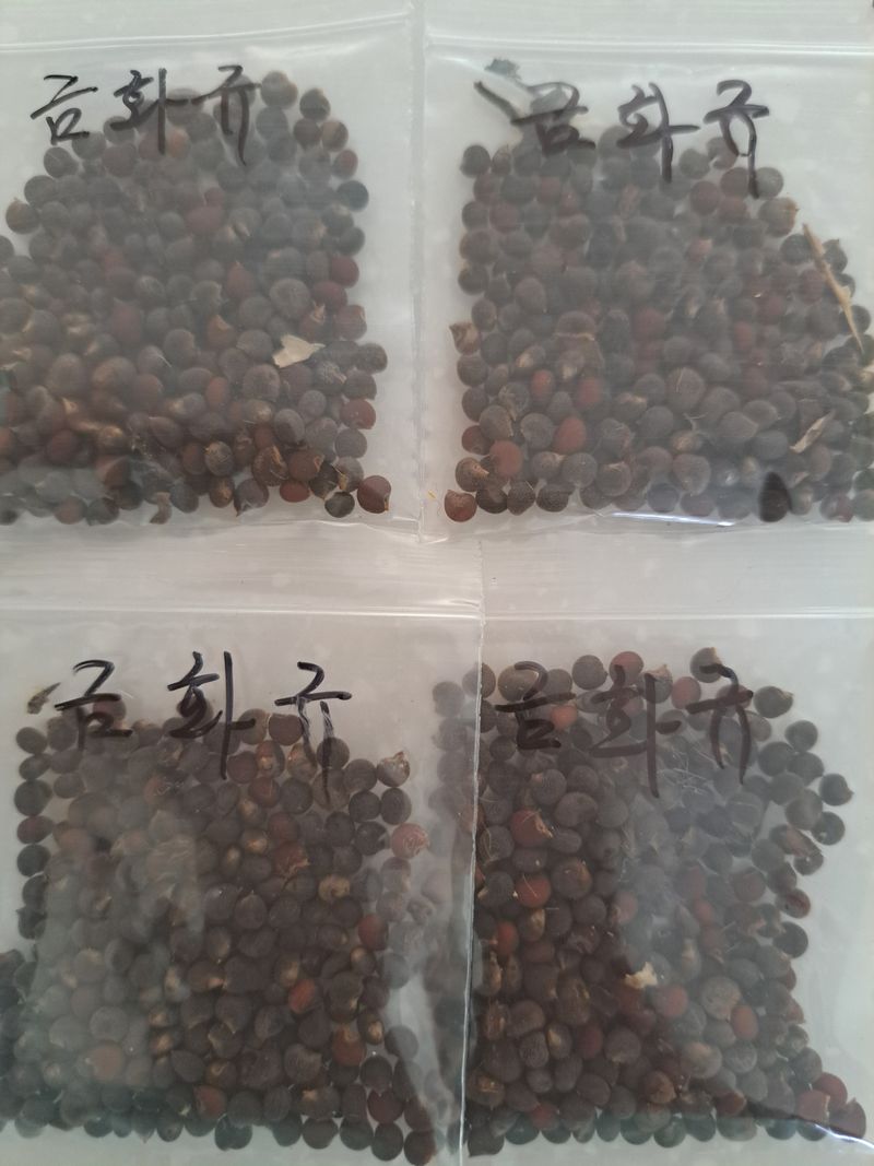 신한숙님의 장터 판매 상품 [금화규 혼합색코스모스각 한스푼정도] 첨부 사진