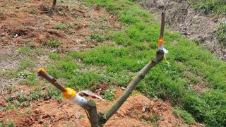 나수일님의 감 · 자유게시판 작성글 사진